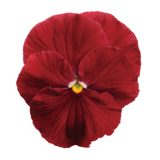 パンジー F1　マトリックス シリーズ 