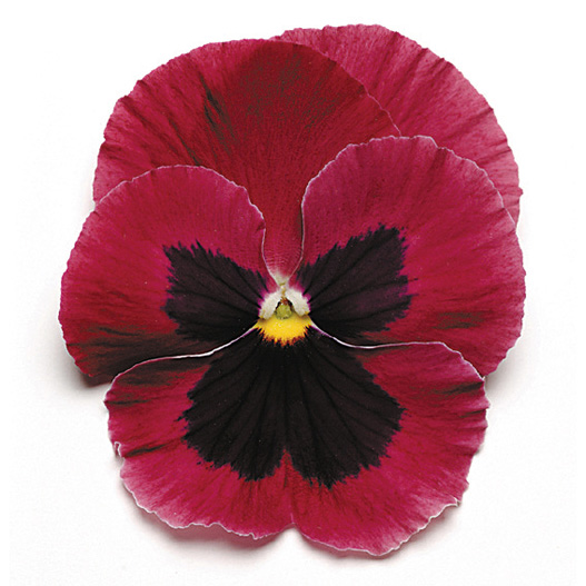 パンジー F1　マトリックス シリーズ 