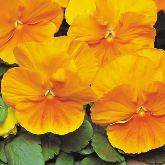 パンジー F1　マトリックス シリーズ 