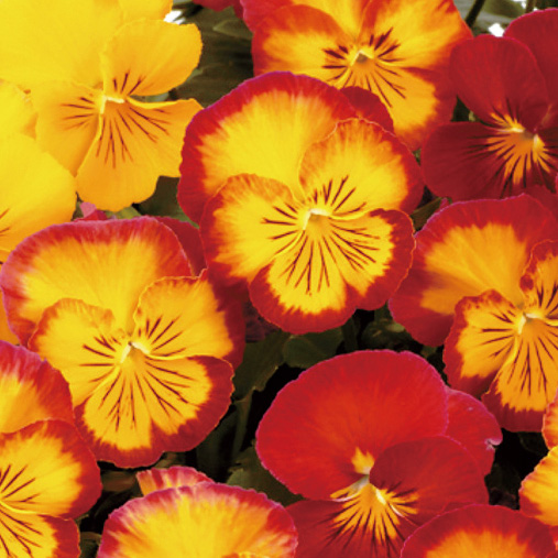 パンジー　虹色スミレ シリーズ 