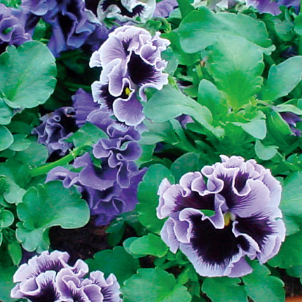 パンジー F1　フリズルシズル シリーズ 