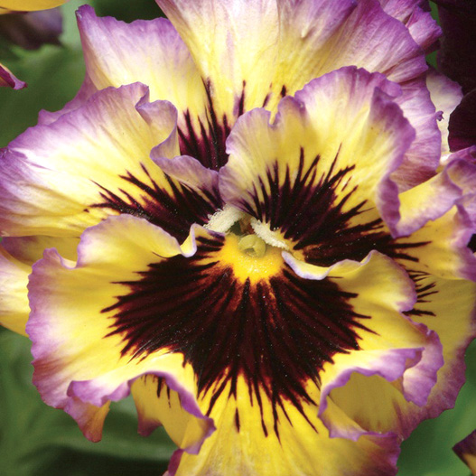 パンジー F1　フリズルシズル シリーズ 