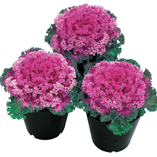 ハボタン　ドレス シリーズ 