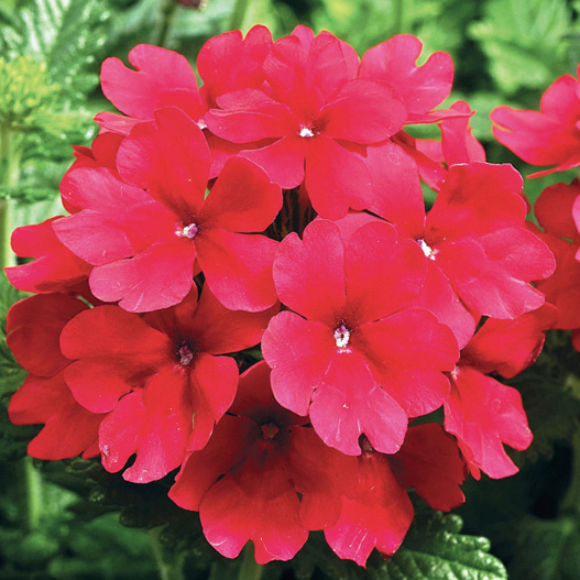 バーベナ　トスカーナ シリーズ 