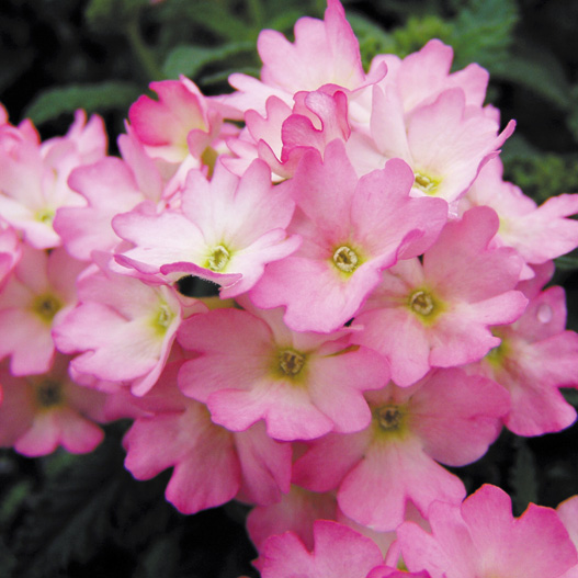 バーベナ　トスカーナ シリーズ 