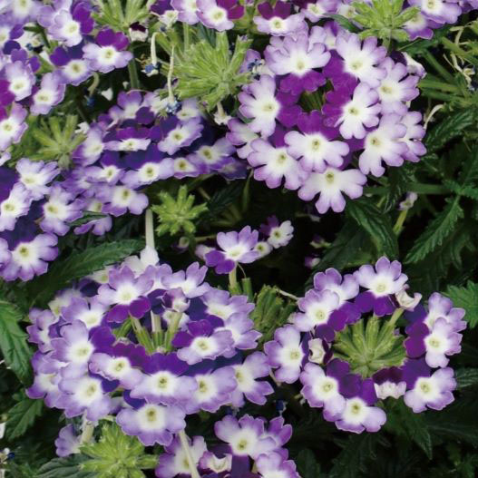 バーベナ　オブセッション シリーズ 