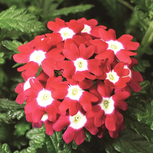 バーベナ　オブセッション シリーズ 