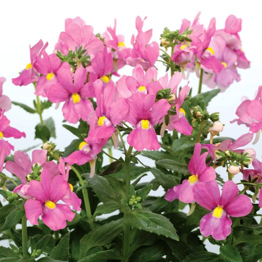 ネメシア　アレンジ シリーズ 