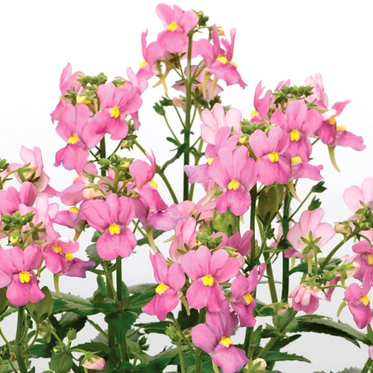 ネメシア　アレンジ シリーズ 