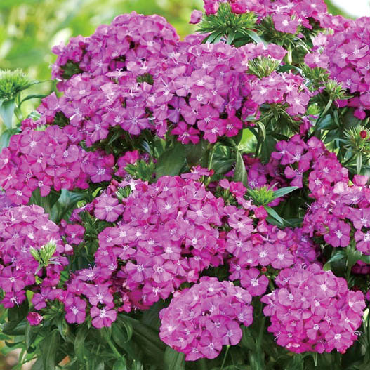 ダイアンサス　ジョルト シリーズ 