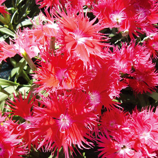 ダイアンサス F1　スープラ シリーズ 