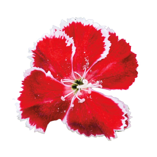 ダイアンサス F1　ダイアナ シリーズ 