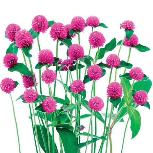 センニチコウ グロボーサ　ネオン シリーズ 