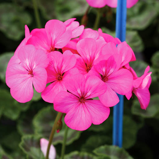 ゼラニウム F1　ホライズン シリーズ 