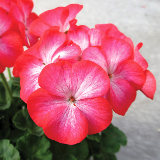 ゼラニウム F1　ホライズン シリーズ 