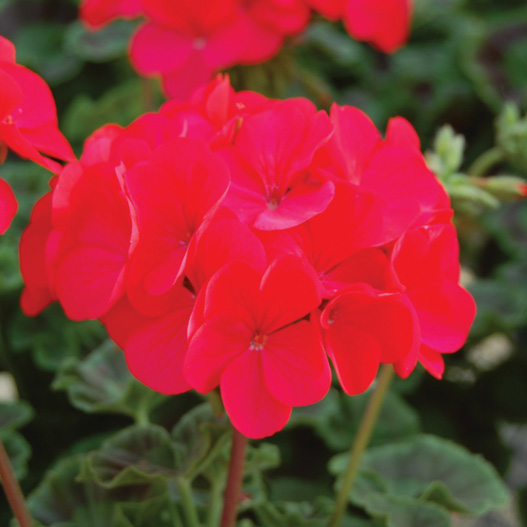 ゼラニウム F1　ホライズン シリーズ 