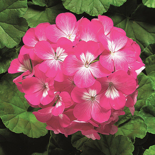 ゼラニウム F1　リンゴ2000 シリーズ 