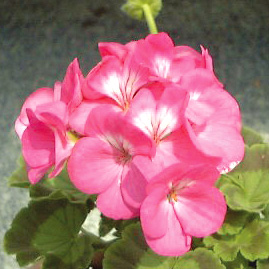 ゼラニウム F1　リンゴ2000 シリーズ 