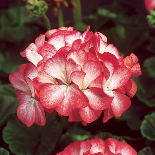 ゼラニウム F1　リンゴ2000 シリーズ 