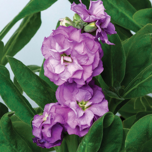 ストック　ベイビー シリーズ 