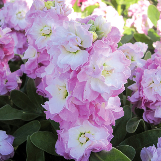 ストック　ベイビー シリーズ 