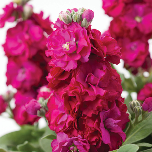 ストック　ベイビー シリーズ 