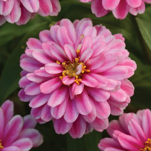 ジニア　ダブルザハラ シリーズ 