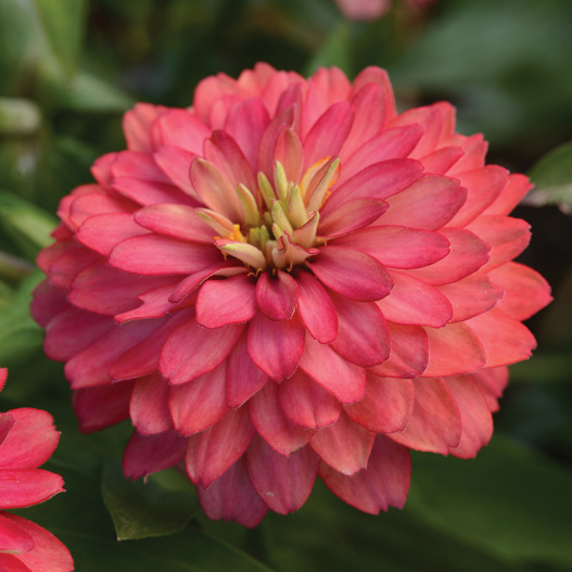 ジニア　ダブルザハラ シリーズ 