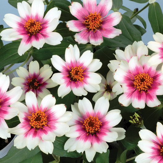 ジニア　プロフュージョン シリーズ 