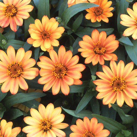 ジニア　プロフュージョン シリーズ 