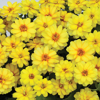 ジニア　プロフュージョン シリーズ 