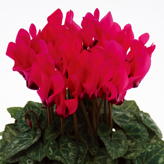 シクラメン F1　ピコラ シリーズ ミニチュア系品種