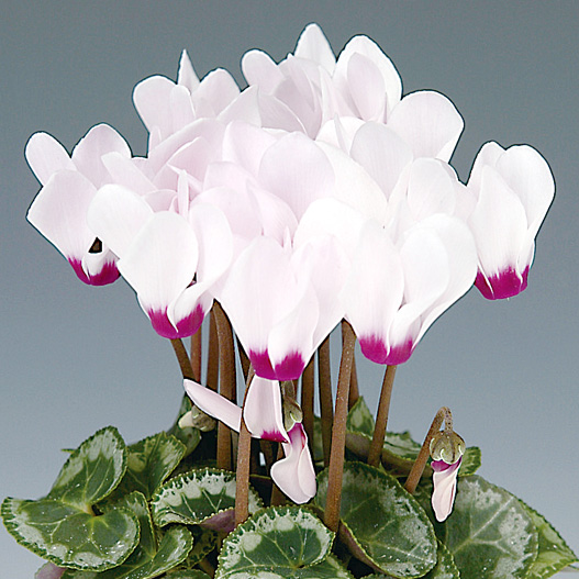 シクラメン F1　ピコラ シリーズ ミニチュア系品種