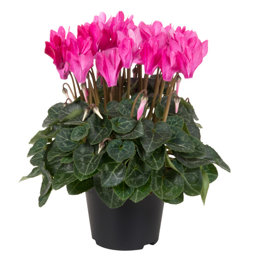 シクラメン F1　クレヨン シリーズ ミニチュア系品種