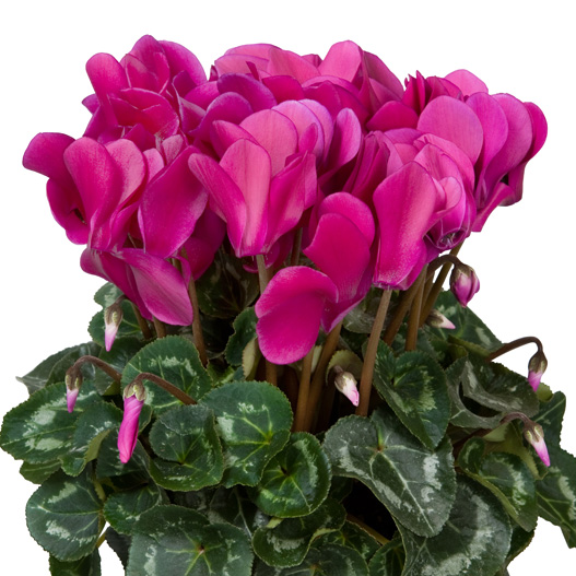 シクラメン F1　スーパーアルーレ シリーズ 中輪系品種