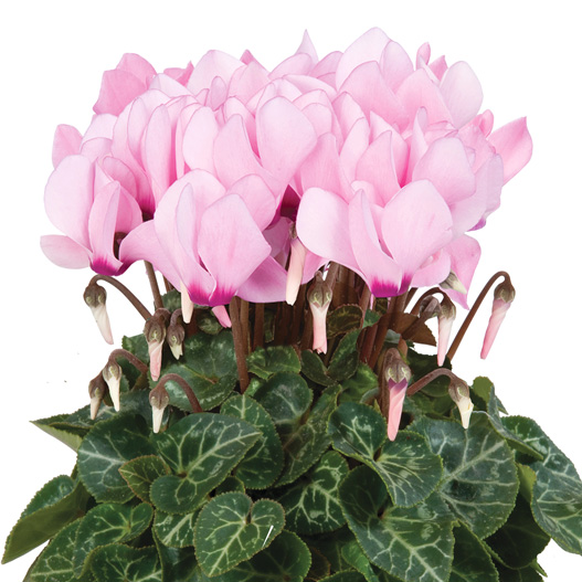 シクラメン F1　スーパーカリーニョ シリーズ ミニチュア系品種