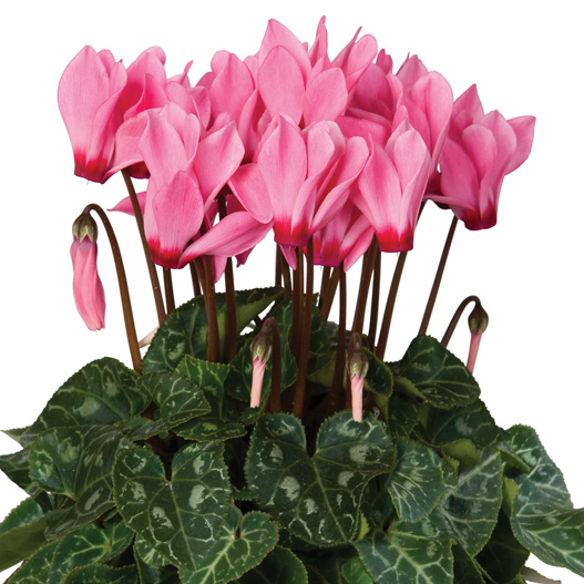 シクラメン F1 スーパーカリーニョ シリーズ｜WEBカタログ｜未来