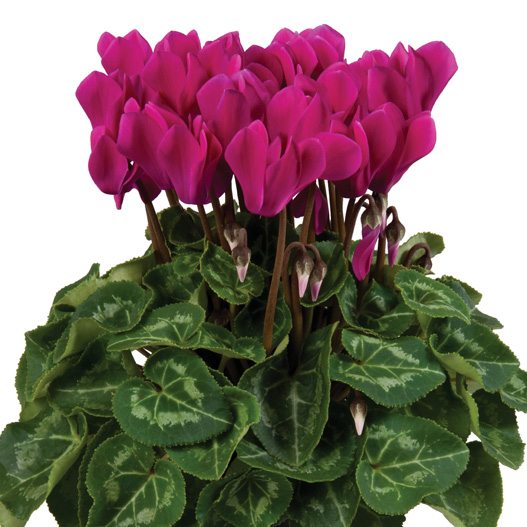 シクラメン F1　スーパーカリーニョ シリーズ ミニチュア系品種