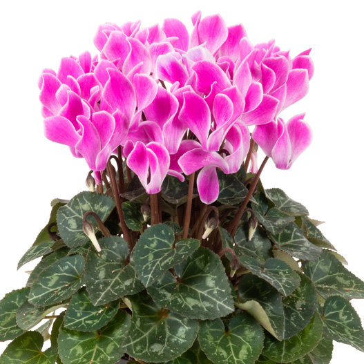 シクラメン F1　スーパーカリーニョ シリーズ ミニチュア系品種