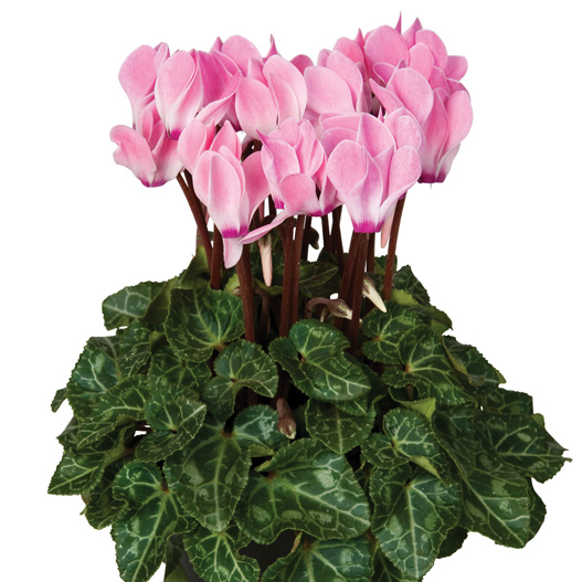 シクラメン F1　スーパーベラノ シリーズ ミニチュア系品種