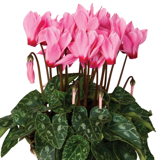 シクラメン F1　スーパーベラノ シリーズ ミニチュア系品種