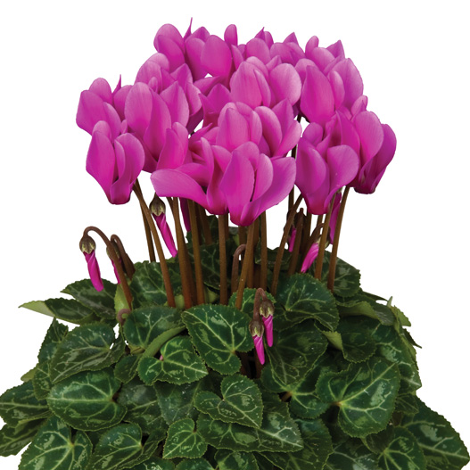 シクラメン F1　スーパーベラノ シリーズ ミニチュア系品種