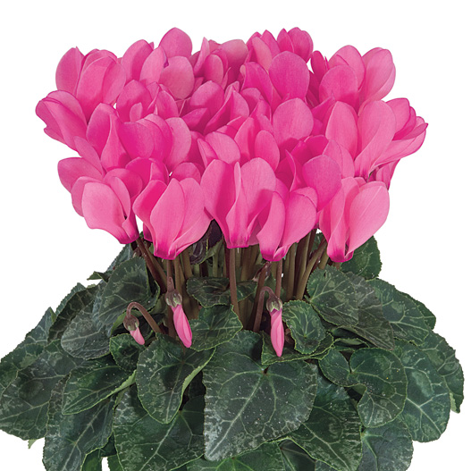 シクラメン F1　スマーティス シリーズ ミニチュア系品種