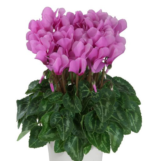 シクラメン F1　メティス シリーズ ミニチュア系品種