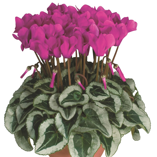 シクラメン F1　メティス シリーズ ミニチュア系品種