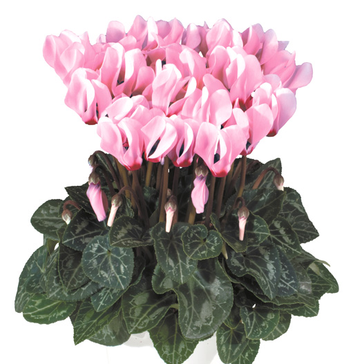 シクラメン F1　メティス シリーズ ミニチュア系品種