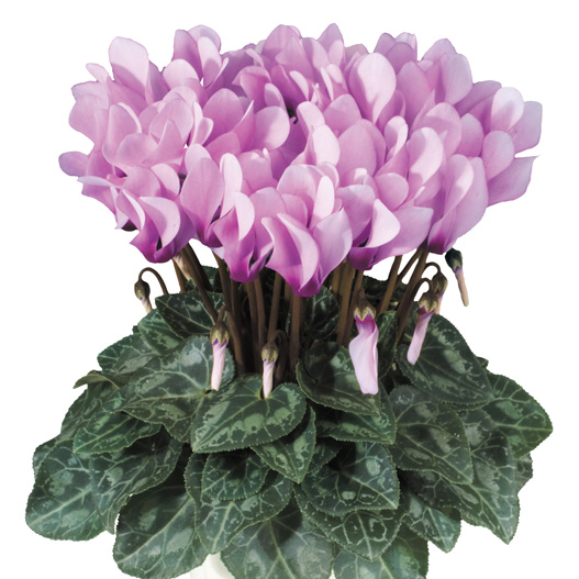 シクラメン F1　メティス シリーズ ミニチュア系品種