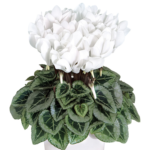 シクラメン F1　メティス シリーズ ミニチュア系品種