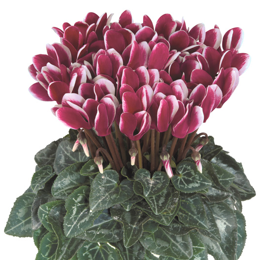 シクラメン F1　メティス ファンタジア シリーズ ミニチュア系品種