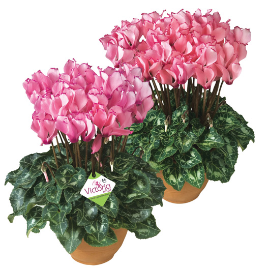 シクラメン F1　メティス ビクトリア シリーズ ミニチュア系品種